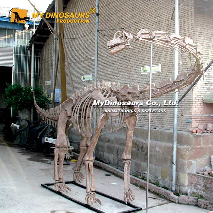 Brachiosaurus-skeleton