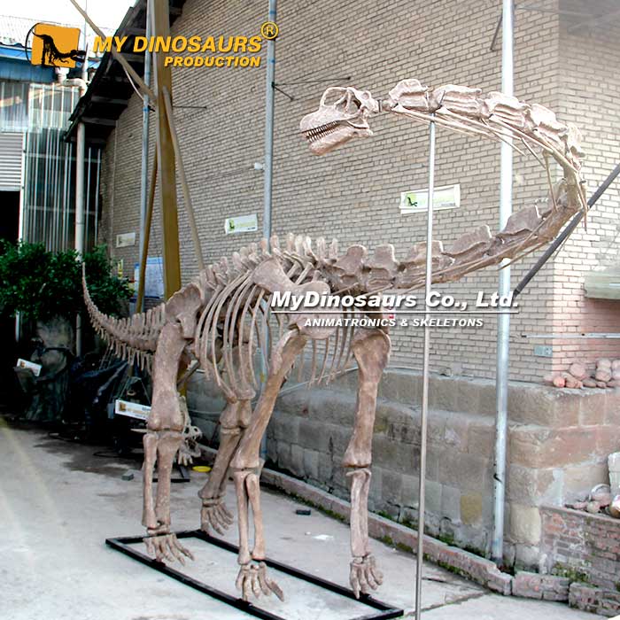 Brachiosaurus-skeleton-1