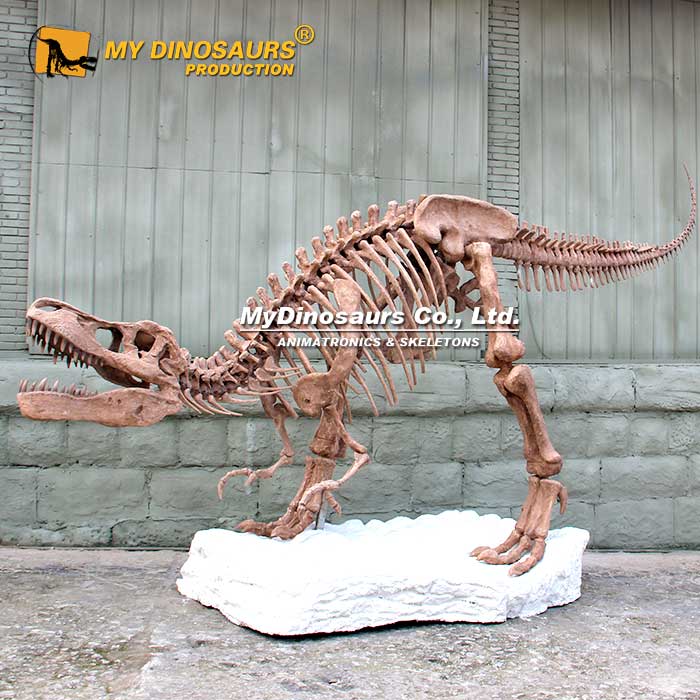 T-Rex-skeleton-with-base-2