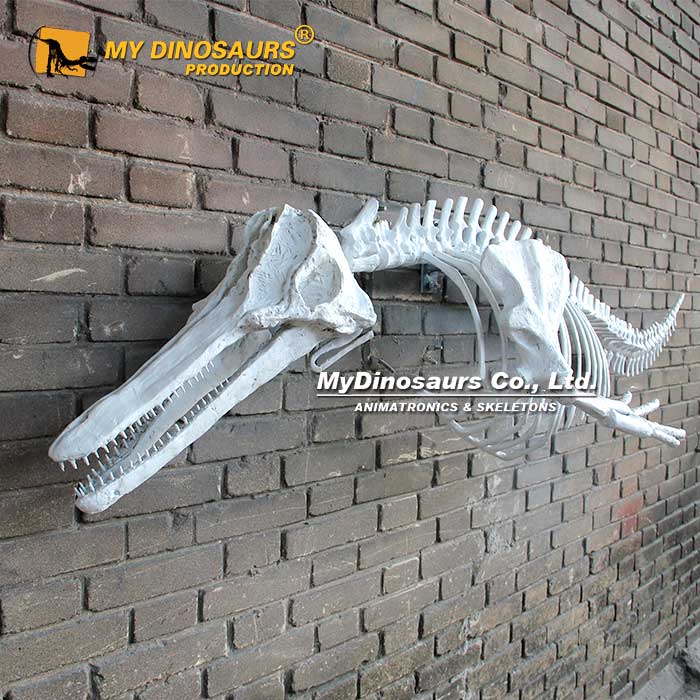 Wall-Mounted-Dolphin-Skeleton