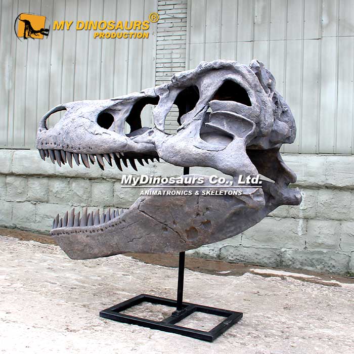 2.2-t-rex-skull