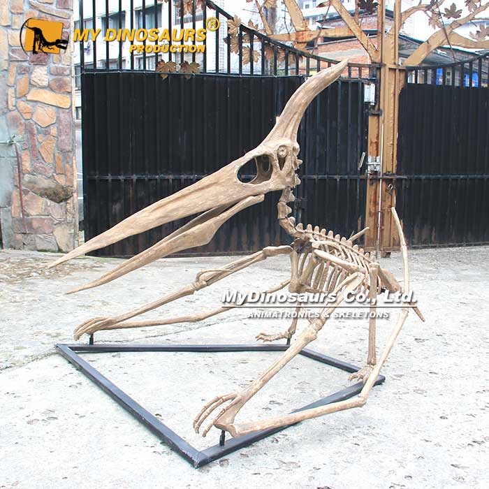 Pterodactyl-Skeleton-1