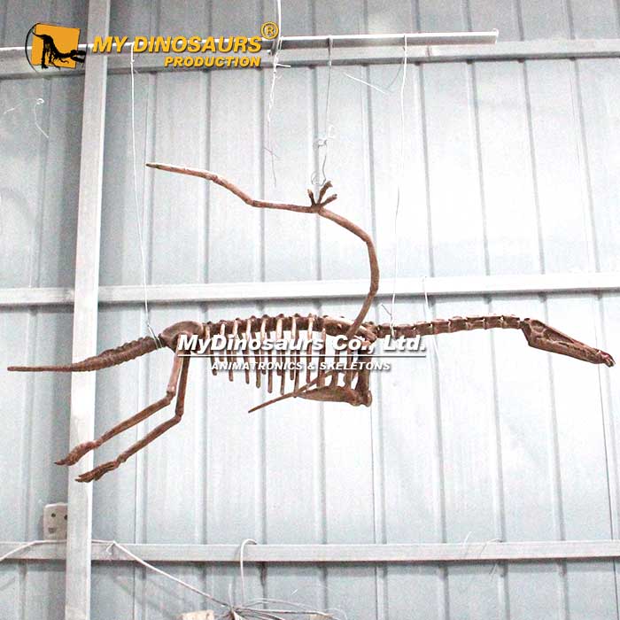 Hanging-Angustinaripterus-Skeleton-1