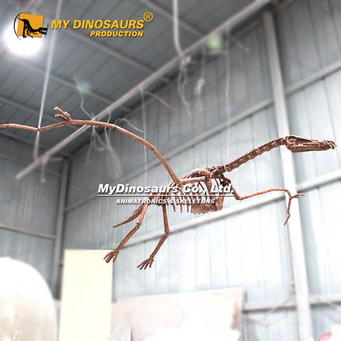 Hanging-Angustinaripterus-Skeleton-2